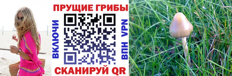 Псилоцибиновые грибы MAGIC MUSHROOMS  Любим 